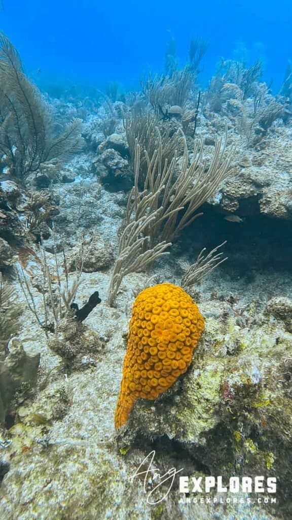Sun coral at Tuffy Canyons, Belize