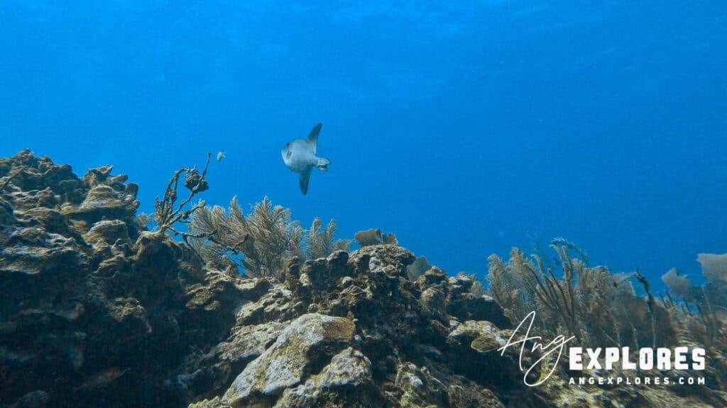 triggerfish at esmerelda canyons, belize