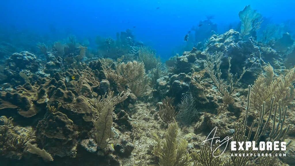 underwater landscape at tackle box canyons near ambergris caye