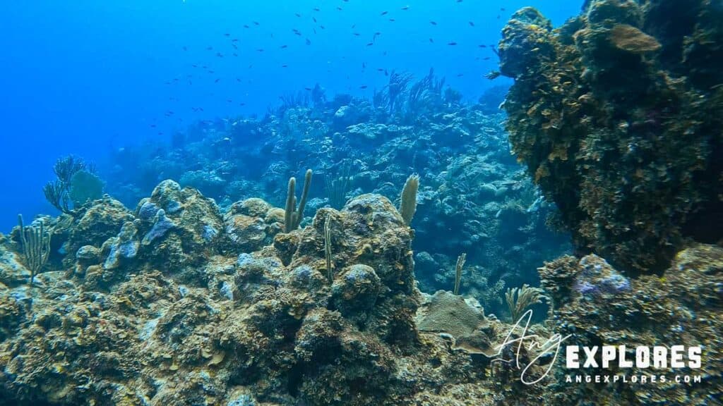 underwater landscape at tuffy canyons, belize dive site