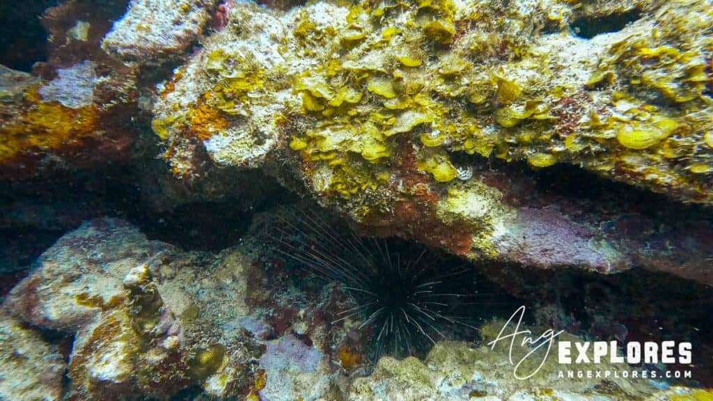 urchin in rocks at ambergris caye, belize