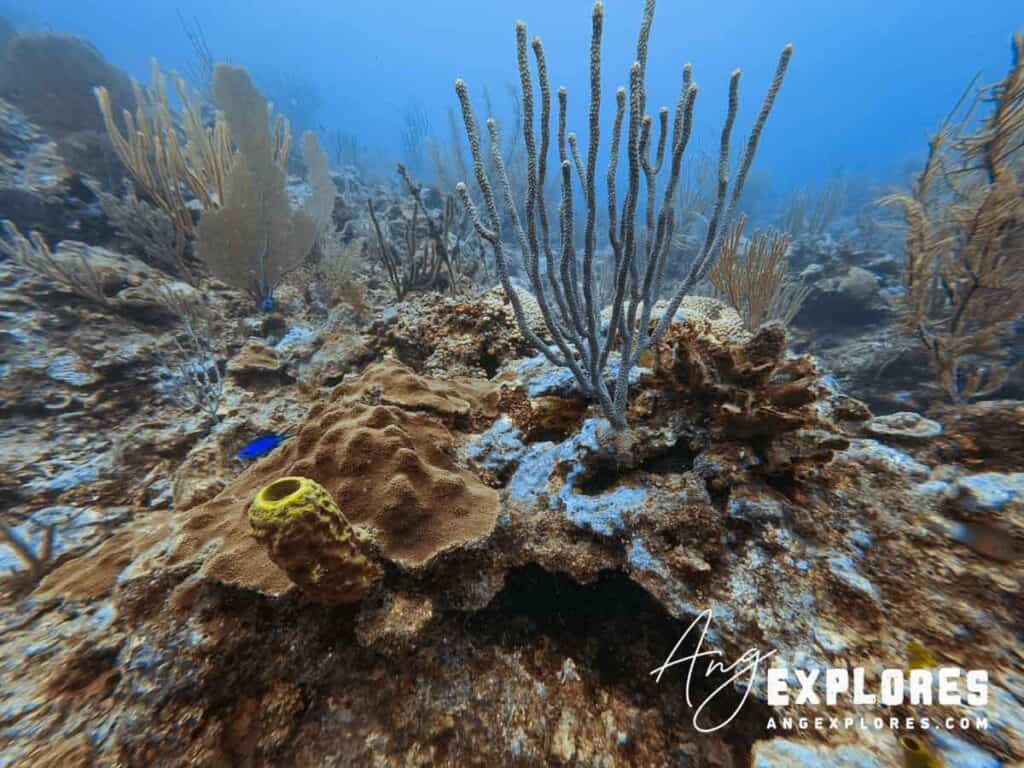 Coral and sea sponge, Belize