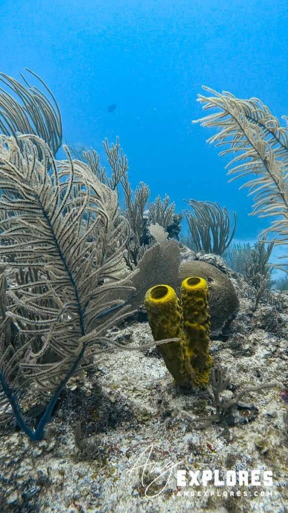Coral and sea sponge, Belize
