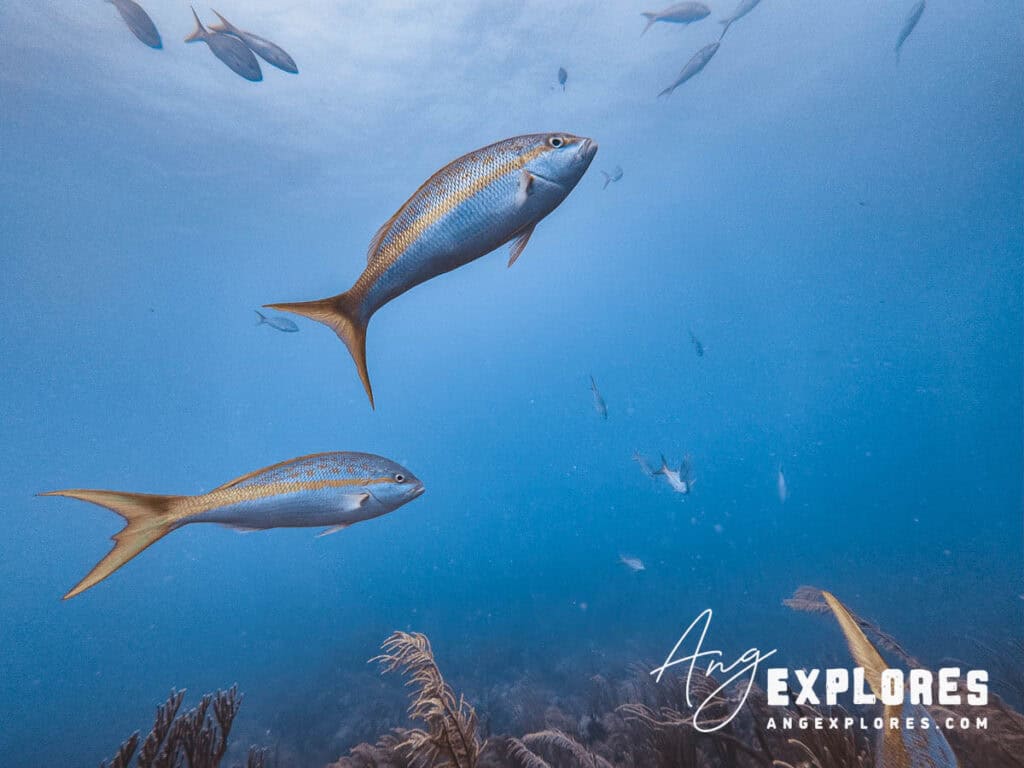 yellow striped snapper belize