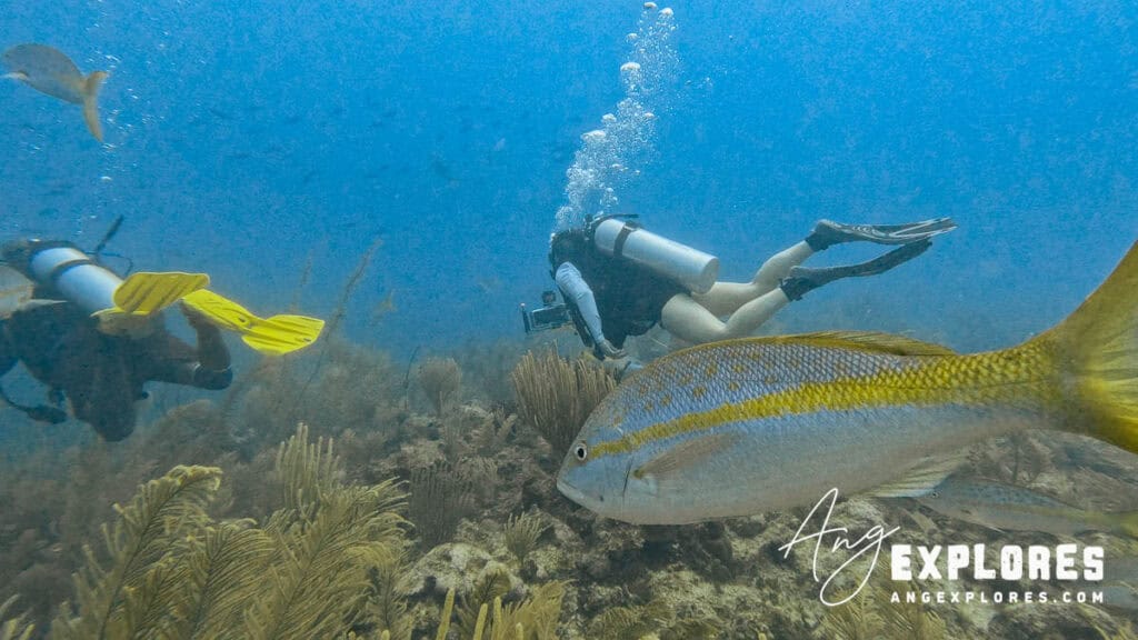 diving in belize
