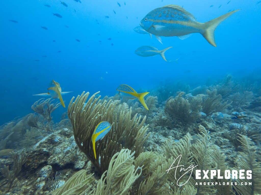 yellow tail snapper at esmerelda canyons on the belize barrier reef
