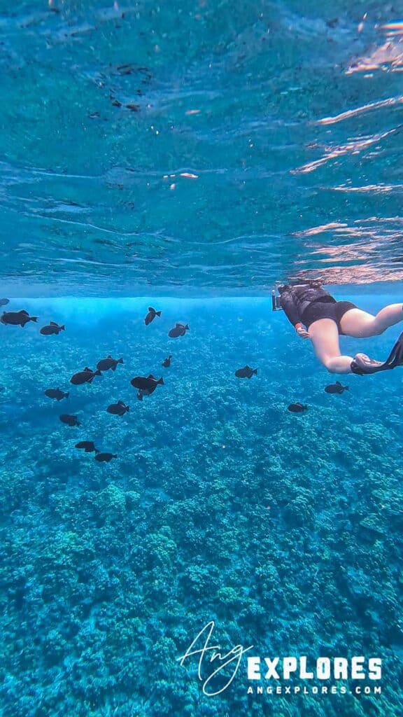 snorkeler and black triggerfish 