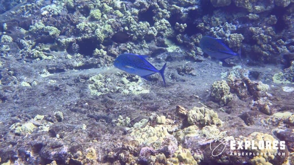 bluefin trevally at molokini