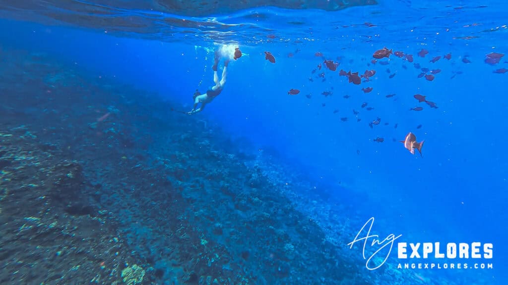 snorkeling at molokini crater