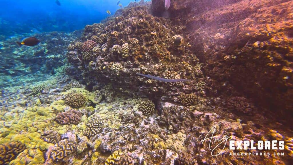 reef scene molokini snorkeling 