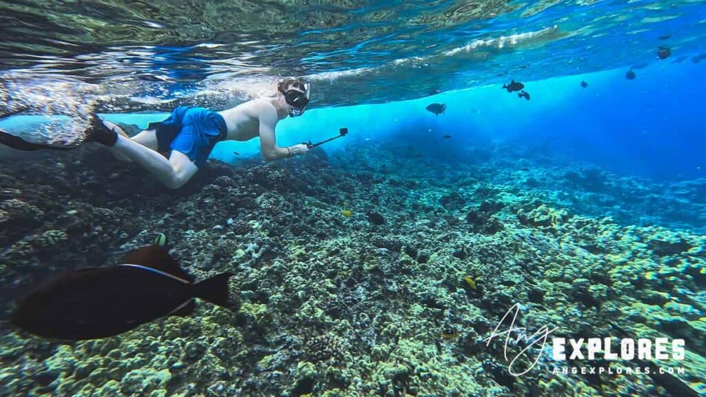 snorkeler and black triggerfish at molokini crater