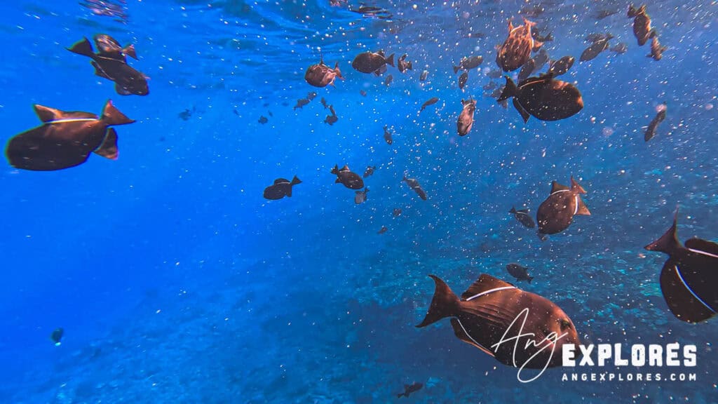 black triggerfish at molokini crater