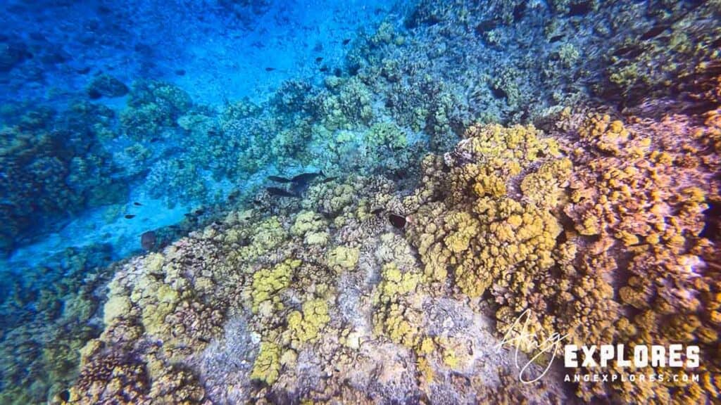 clear water at molokini crater