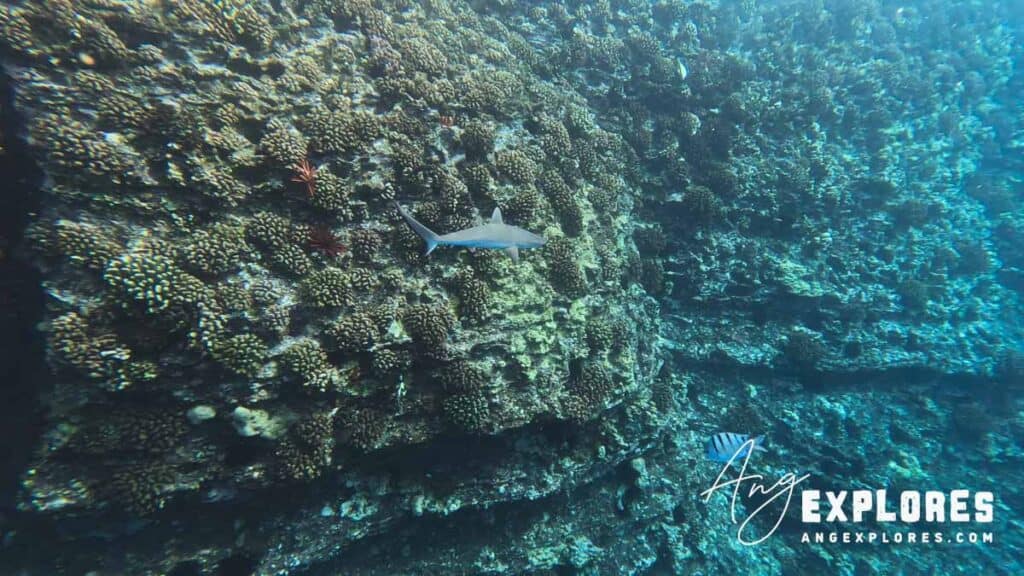 small reef shark molokini snorkeling 