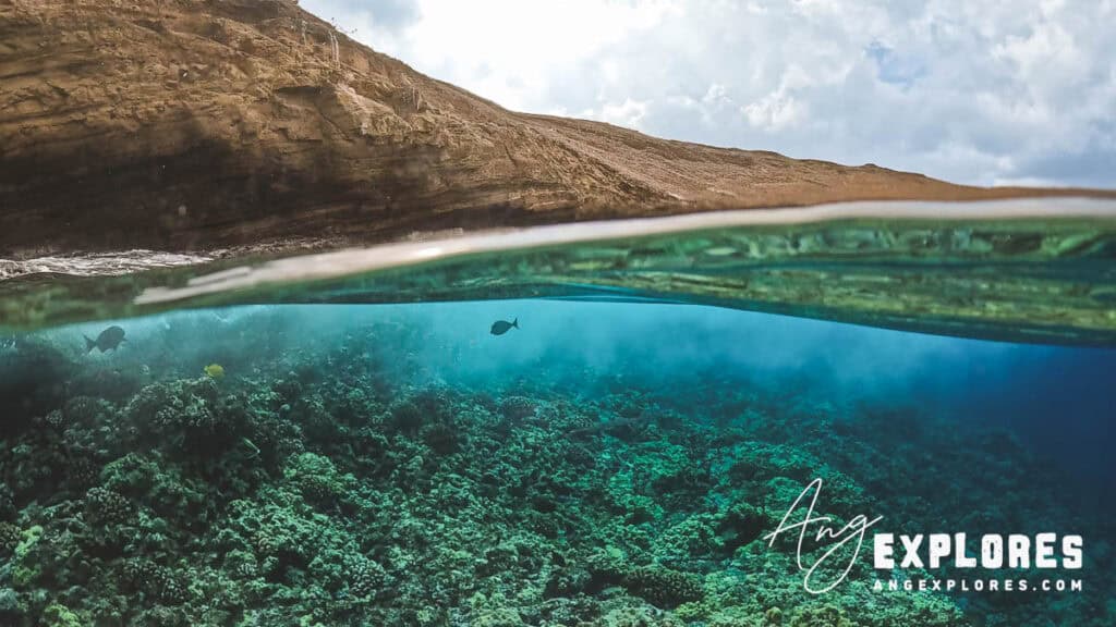 reef and fish at molokini crater