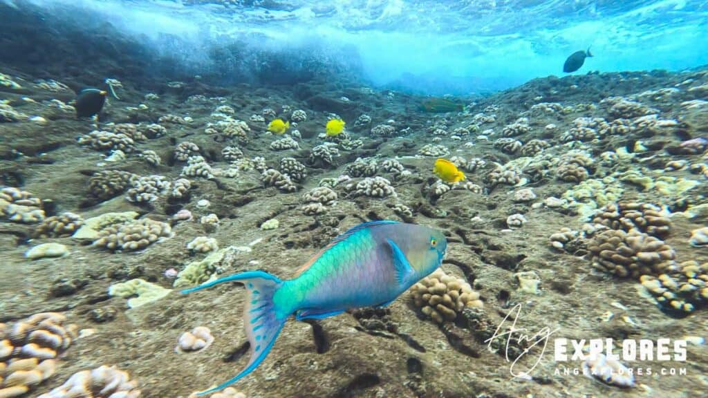 parrotfish at molokini