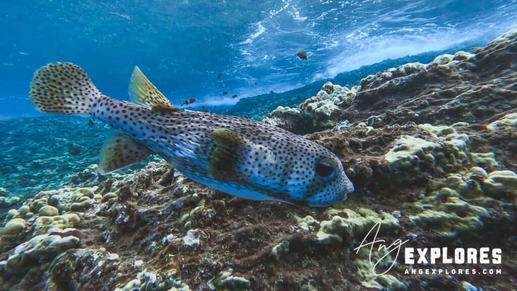 porcupinefish at molokini