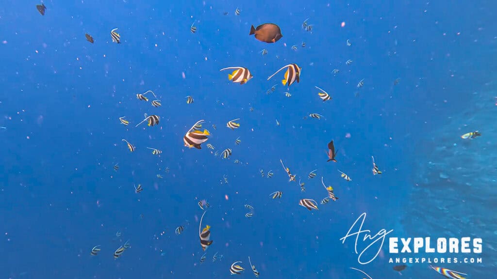 schooling bannerfish at molokini 