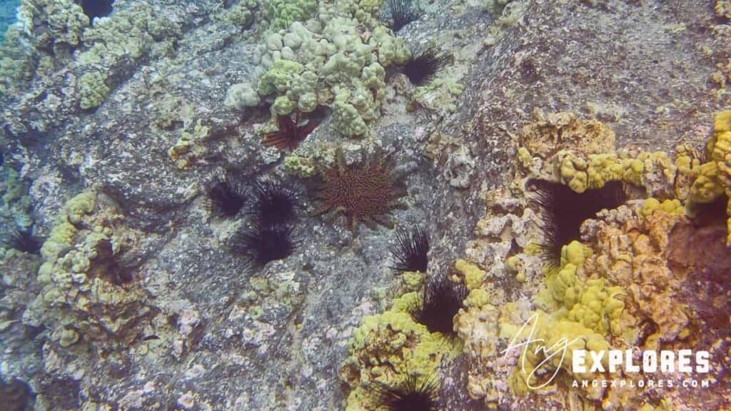 urchins and starfish at molokini 