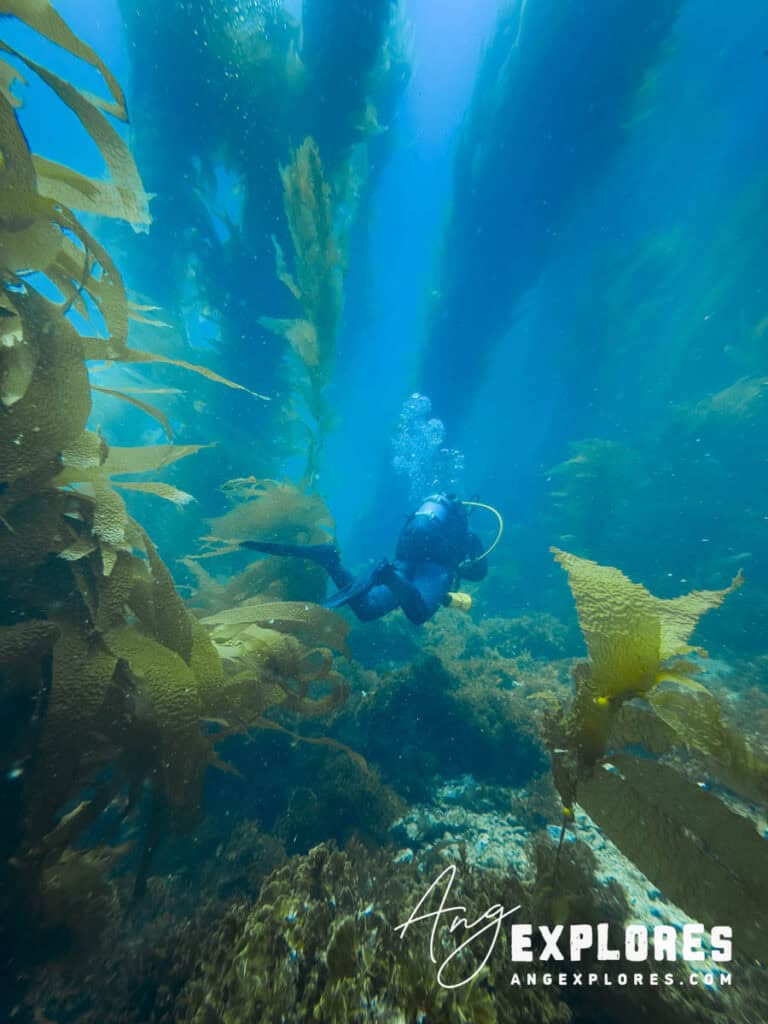 Exploring the kelp forest on a scuba dive at Casino Point, Catalina Island