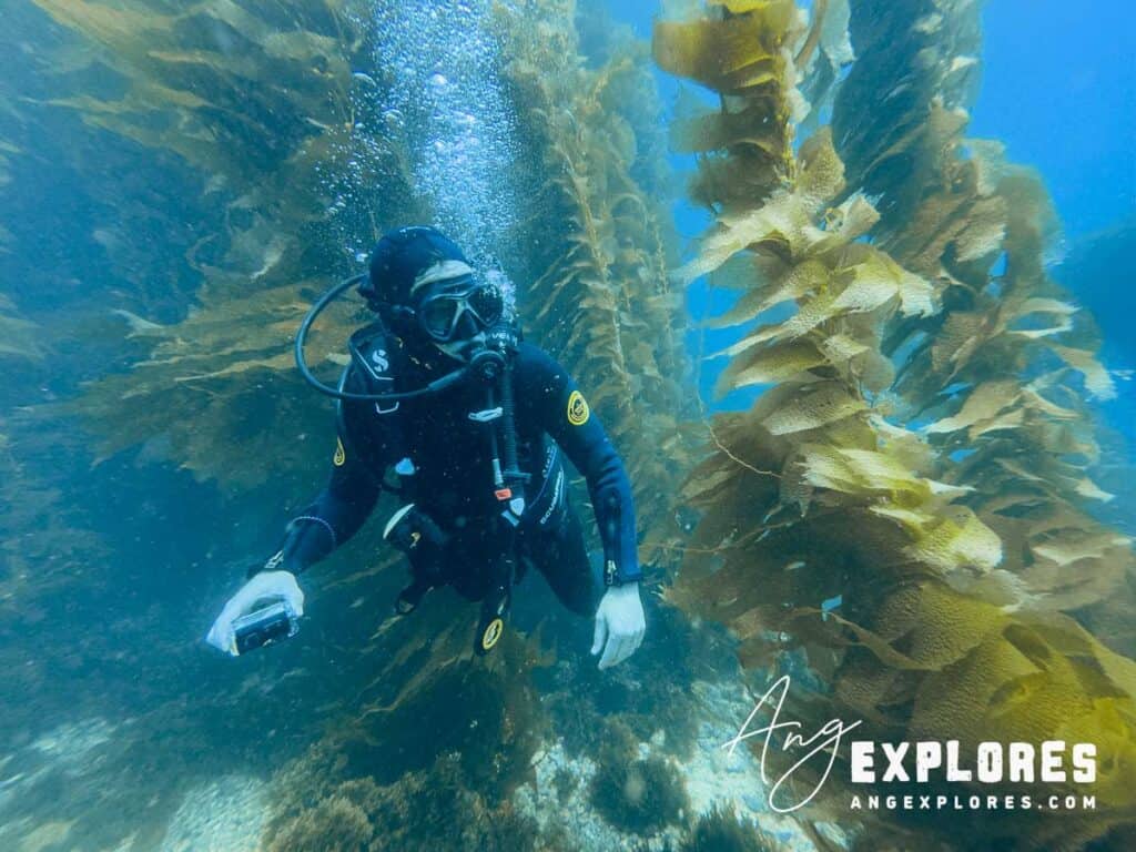 Swimming through California kelp forest on a shore dive at Casino Point