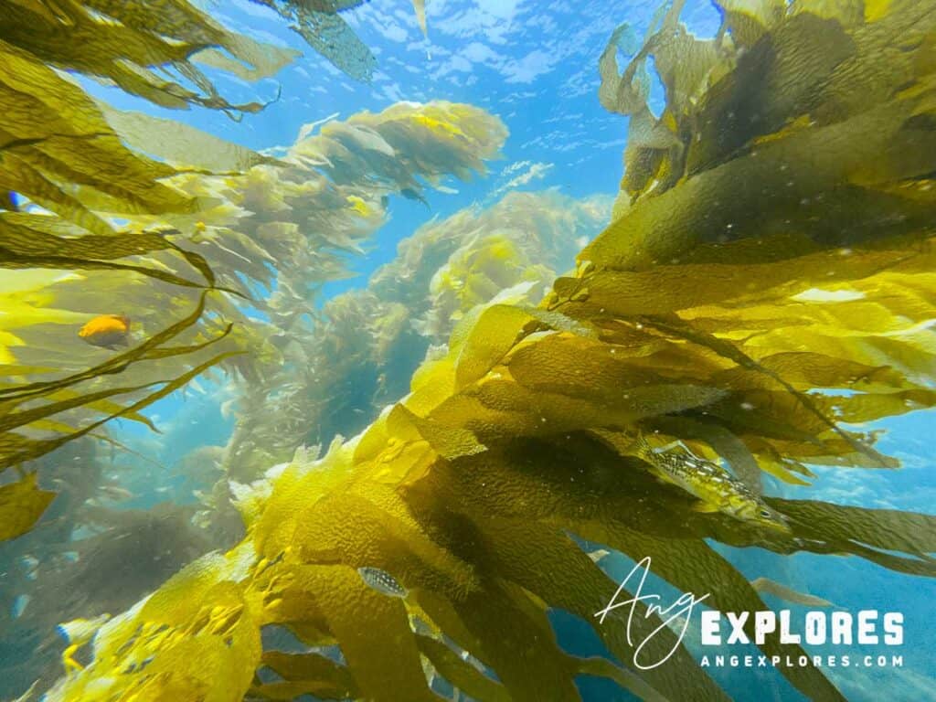 sunlight filtering through kelp at casino point dive park