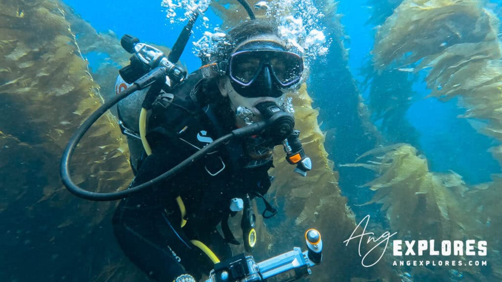 diving in kelp forest at casino point, catalina island
