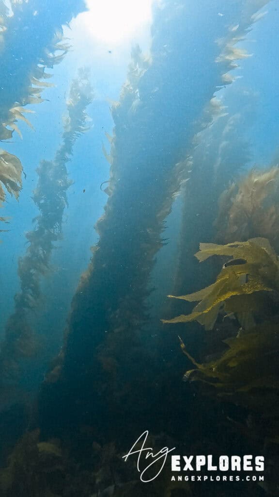 Kelp forest, Casino Point Dive