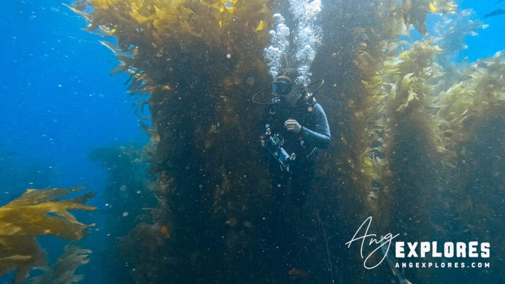 Diving Catalina Island’s Casino Point kelp forest