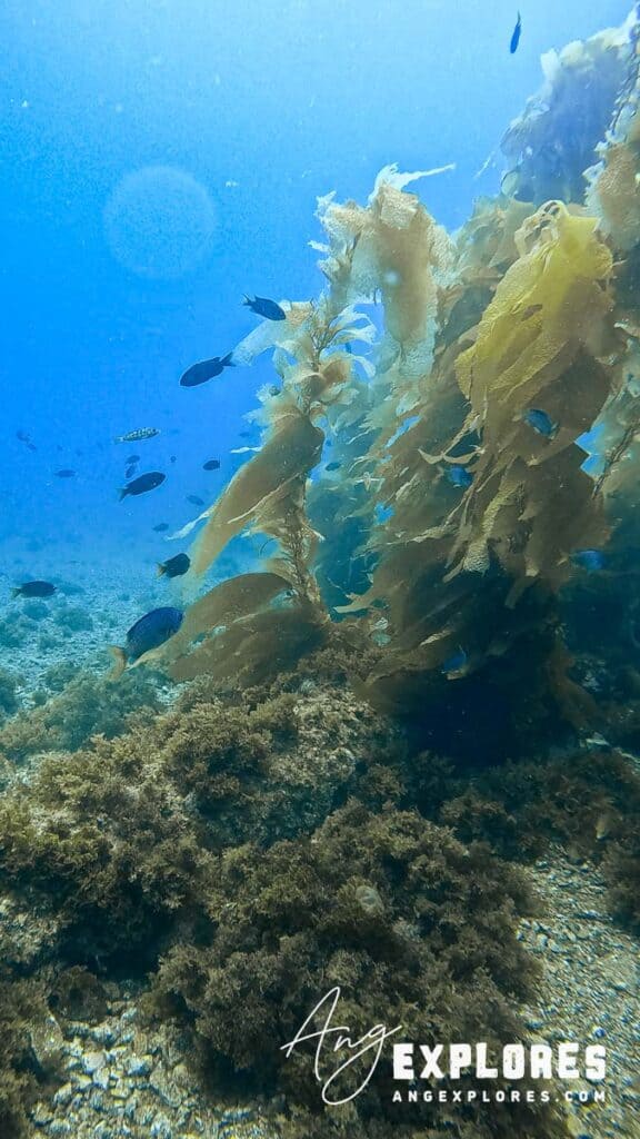 school of fish at casino point