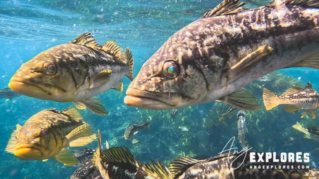 kelp bass at casino point catalina island
