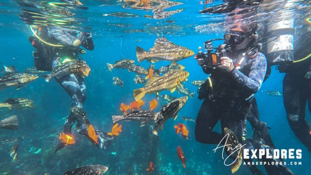 kelp bass at casino point