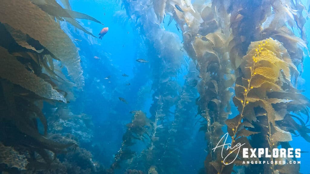 Underwater landscape at Casino Point Dive Park, California