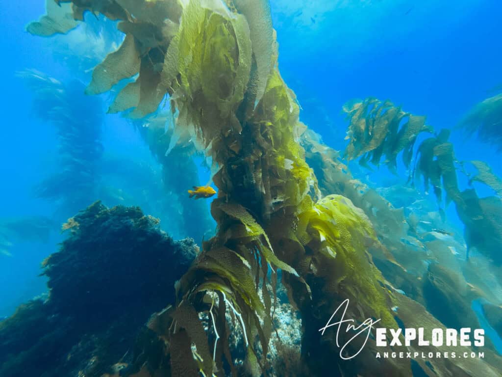 Garibaldi and giant sea kelp, Catalina Island