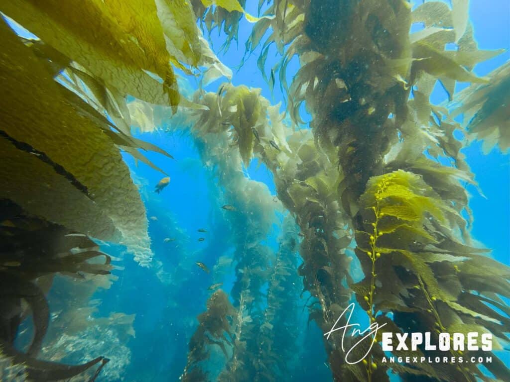 Underwater kelp forest dive at Catalina Island’s Casino Point