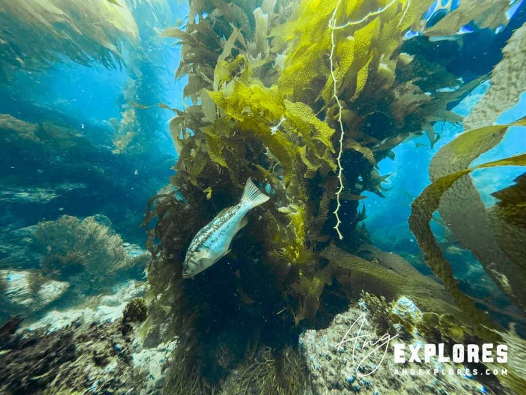 fish in kelp forest southern California