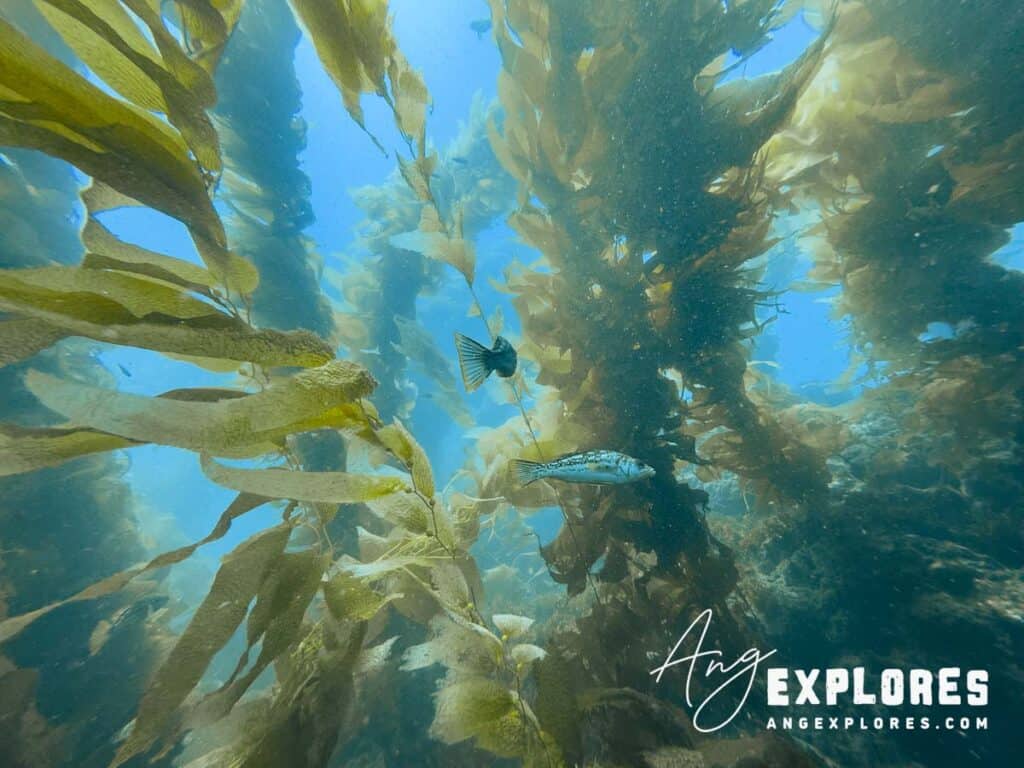 Exploring the kelp forest on Catalina Island scuba dive