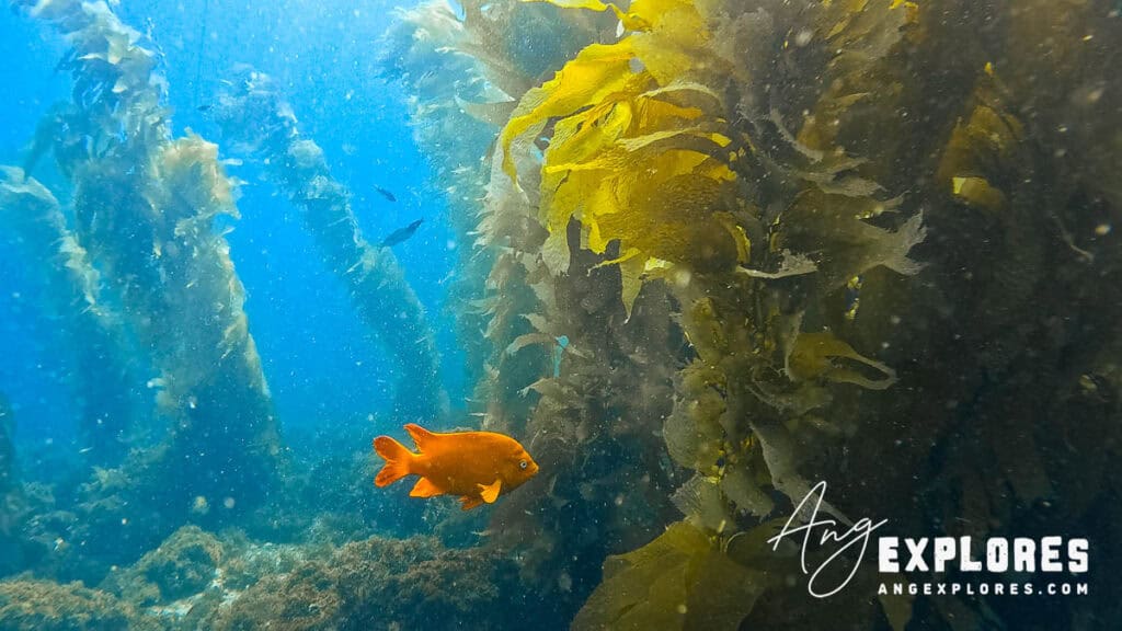 Bright orange Garibaldi fish at Casino Point Dive Park