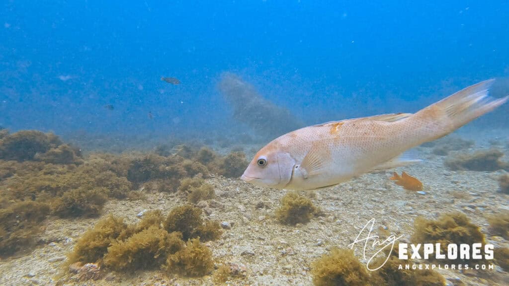 rock wrasse