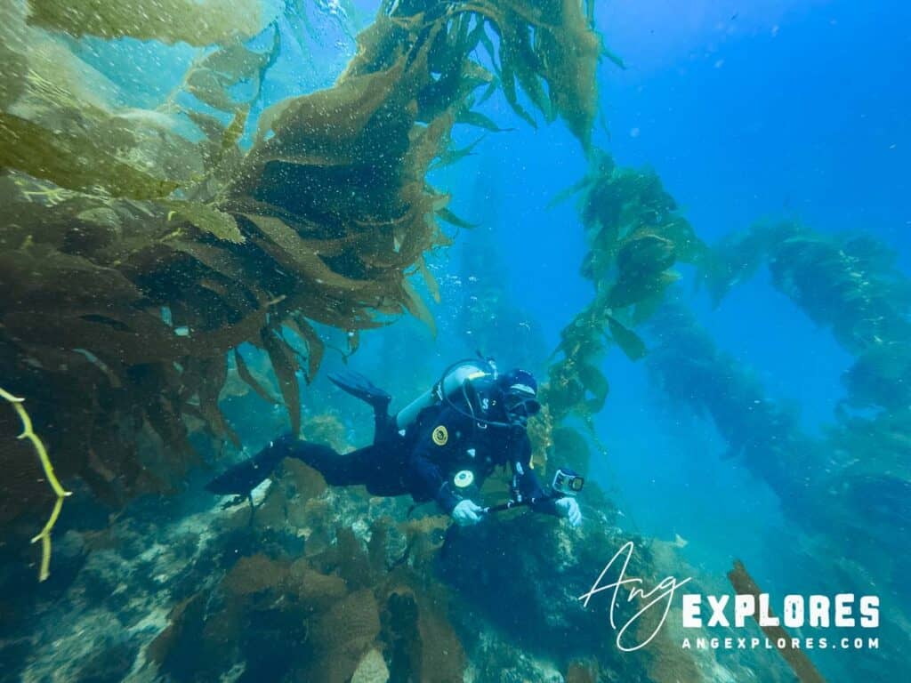 Diving Catalina Island’s famous Casino Point kelp forest