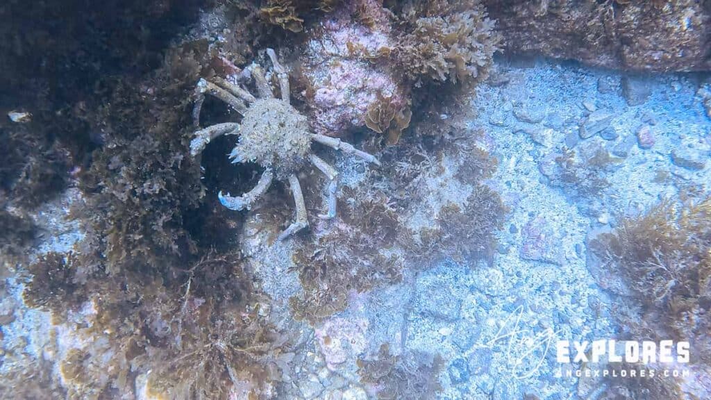 california sheep crab, catalina island