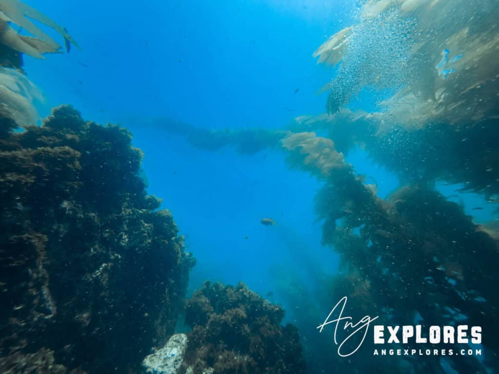 Tall kelp at Casino Point
