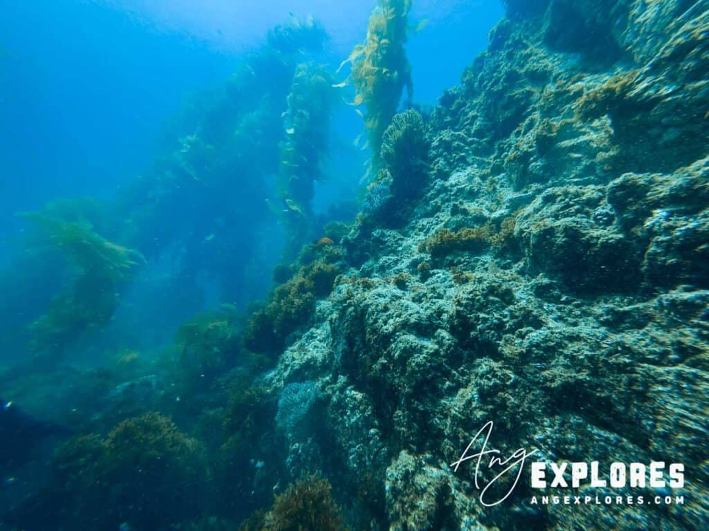 Underwater scenery at Casino Point