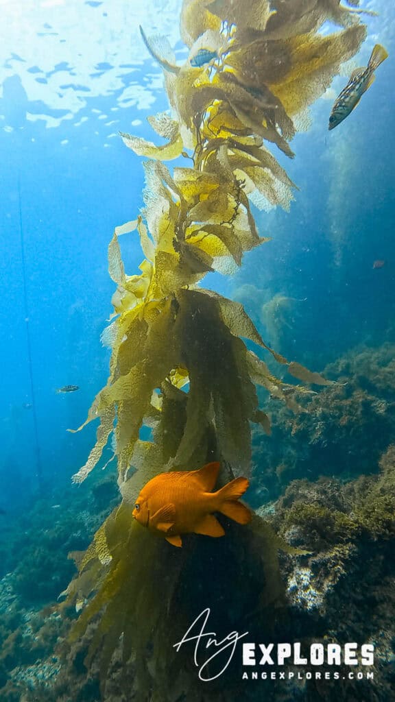 Garibaldi fish swimming through kelp at Catalina Island