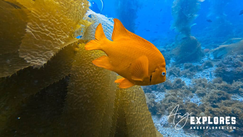 garibaldi catalina island
