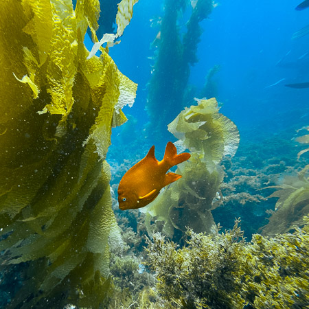 Garibaldi and Kelp on Guided Dives at Casino Point, Catalina Island