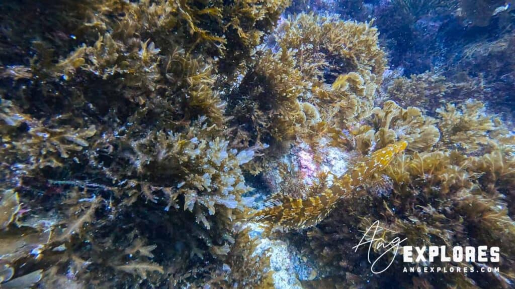 giant kelpfish