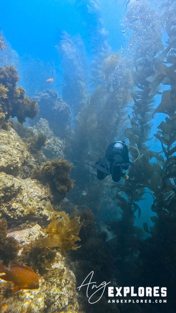 Diving through the kelp forest, Casino Point Dive Park. Juvenile garabaldi in foreground