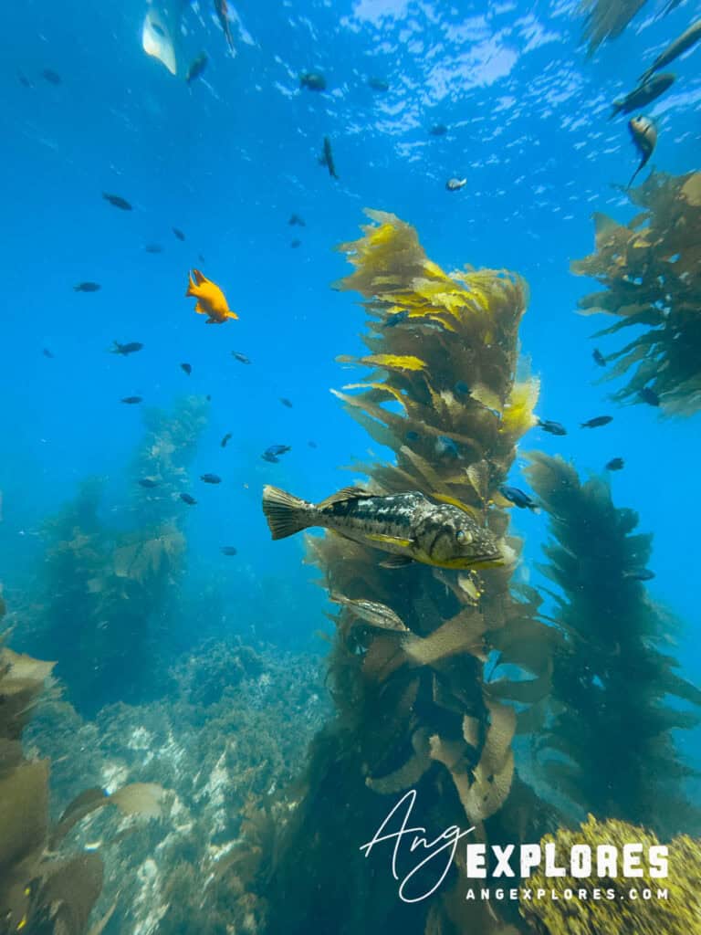 Kelp Bass and other fish at Casino Point Dive