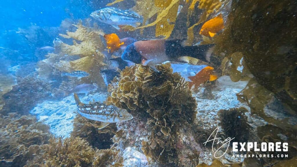 sheehead and other fish at casino point